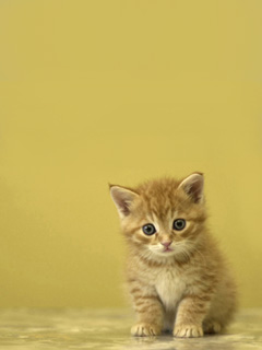 Other Wallpapers 0597